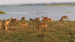 Spur-winged goose among impala