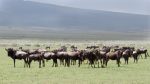 Wildebeests as far as the eye can see in every direction