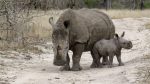 Rhinoceros mother and baby