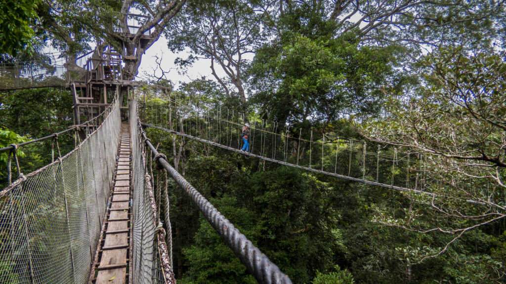 Distant view of Laraine on a rope bridge high in the rainforest