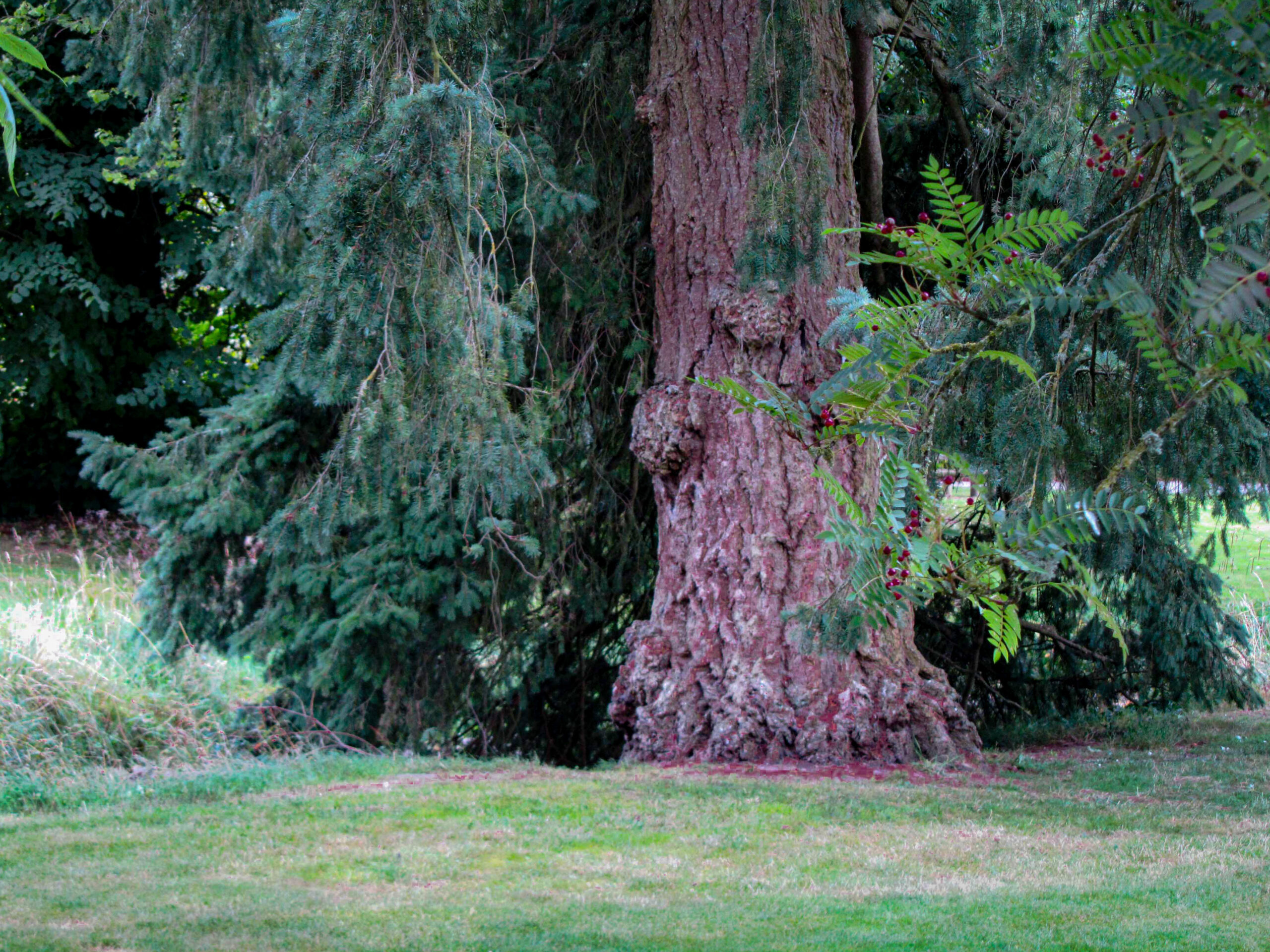 A tall tree trunk at Blarney Castle where the leprechaun in the story is said to be hiding, though it can't be seen in the photo